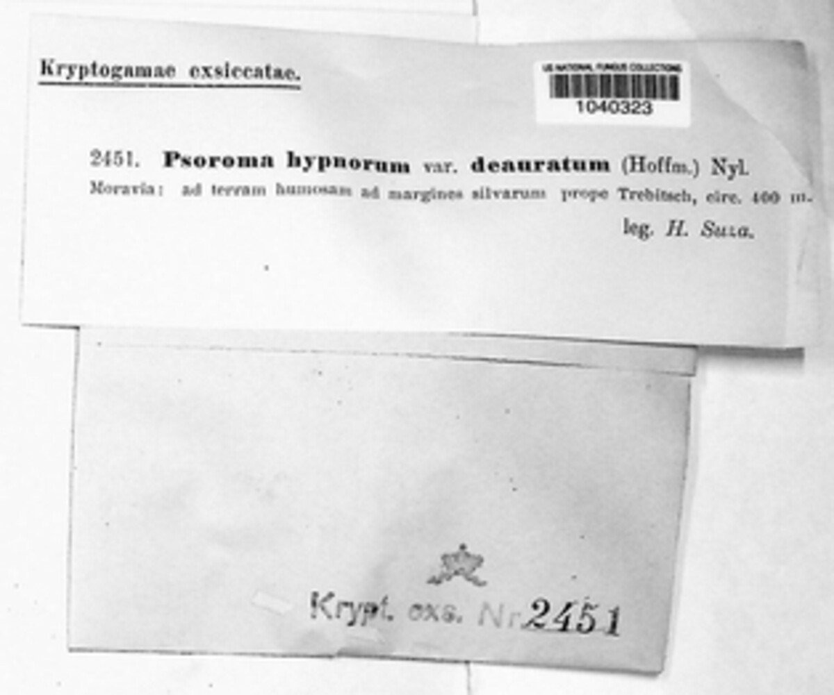 Psoroma hypnorum image